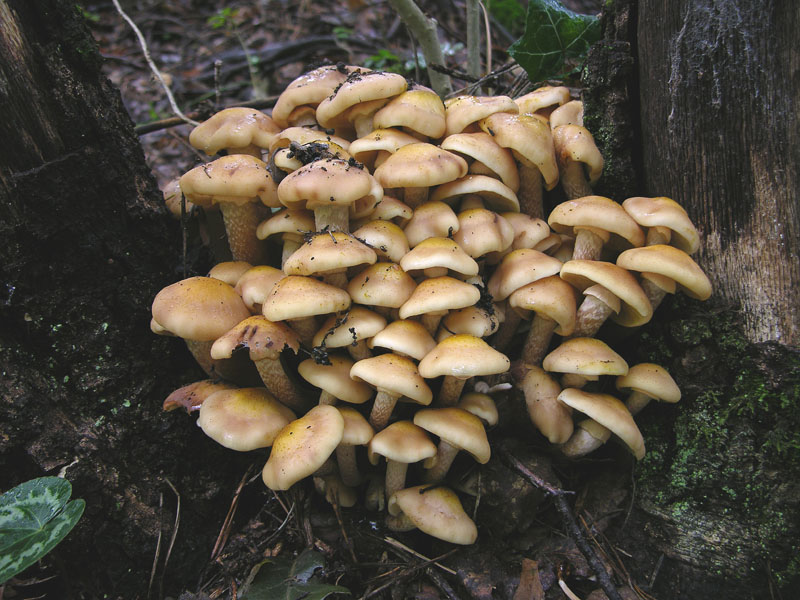 Armillaria mellea